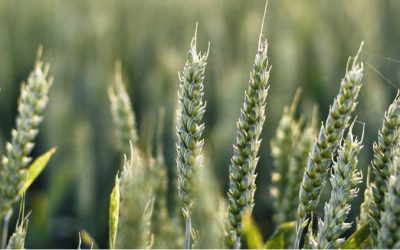 3F BIO secures €17m backing from European Commission for first integrated bio-based protein biorefinery